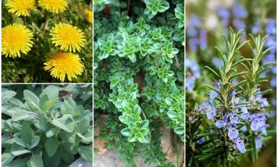 10 Hardy Herbs That You Can Grow for Drought Zones