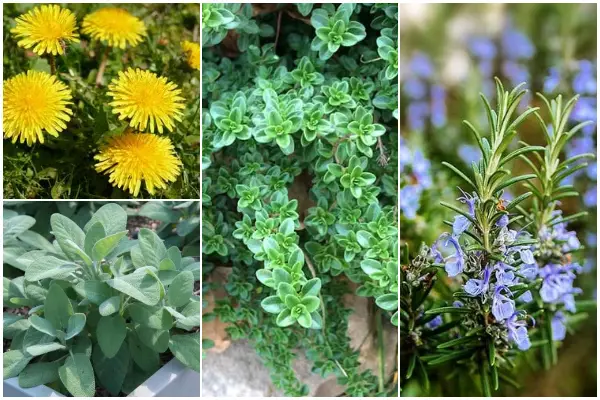 10 Hardy Herbs That You Can Grow for Drought Zones