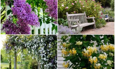 10 Perennial Flowers with The Most Fragrance to Grow in Yard