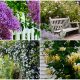 10 Perennial Flowers with The Most Fragrance to Grow in Yard