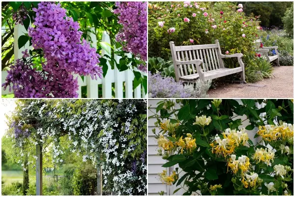 10 Perennial Flowers with The Most Fragrance to Grow in Yard