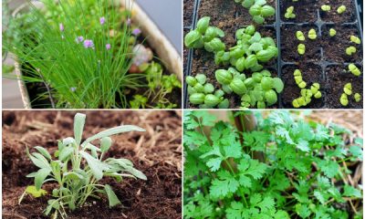 10 Popular Herbs You Can Start from Seeds