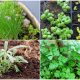 10 Popular Herbs You Can Start from Seeds