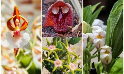 10 Strange Flowers That Resemble Something Things