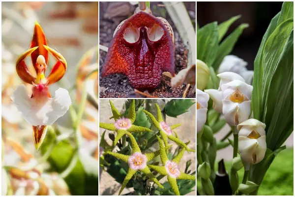 10 Strange Flowers That Resemble Something Things