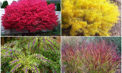 10 Stunning Plants to Give a Vibrant Color Display for Fall