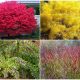 10 Stunning Plants to Give a Vibrant Color Display for Fall