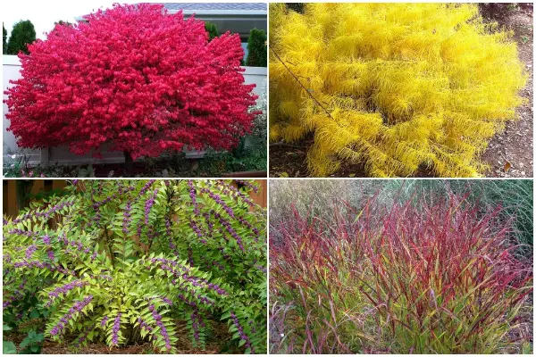 10 Stunning Plants to Give a Vibrant Color Display for Fall