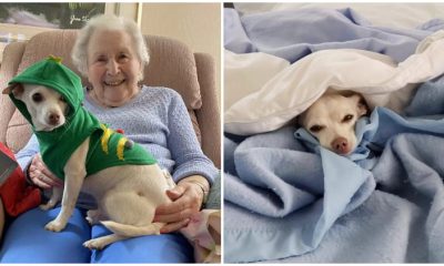 100-Year-Old Woman Seeks to Adopt Senior Dog, and Their Connection Is Perfect