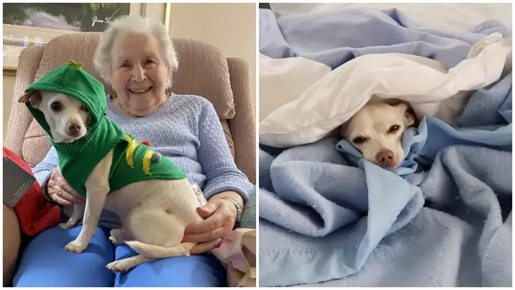 100-Year-Old Woman Seeks to Adopt Senior Dog, and Their Connection Is Perfect