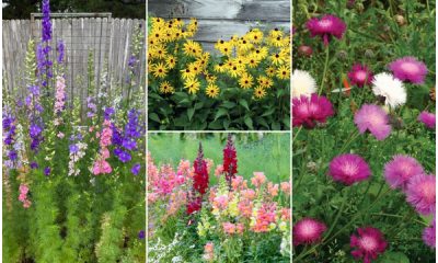 11 Beautiful Hardy Annual Flowers to Grow in Your Garden