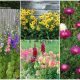 11 Beautiful Hardy Annual Flowers to Grow in Your Garden