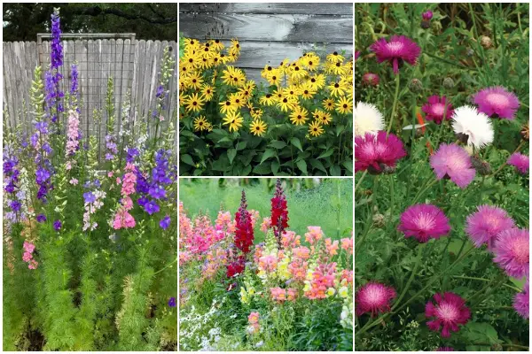 11 Beautiful Hardy Annual Flowers to Grow in Your Garden