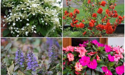 11 Beautiful Shade-loving Plants for North Facing Gardens