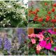 11 Beautiful Shade-loving Plants for North Facing Gardens