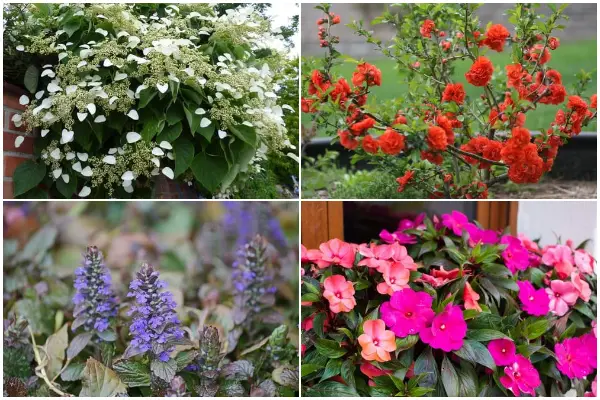 11 Beautiful Shade-loving Plants for North Facing Gardens