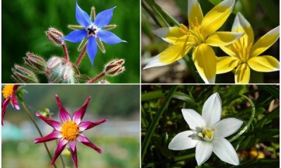 11 Beautiful Star-Shaped Flowers