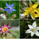 11 Beautiful Star-Shaped Flowers