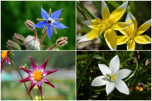 11 Beautiful Star-Shaped Flowers