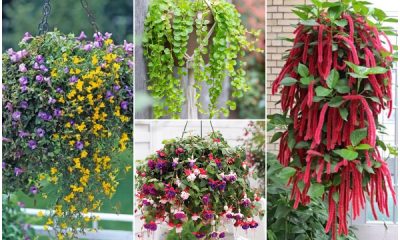 11 Best Beautiful Hanging Basket Plants
