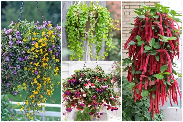 11 Best Beautiful Hanging Basket Plants