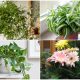 11 Best Bedroom Plants to Purify the Air
