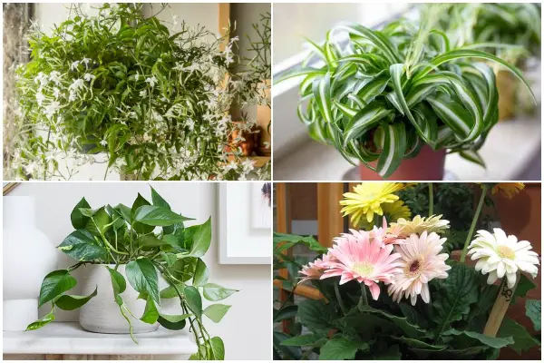 11 Best Bedroom Plants to Purify the Air