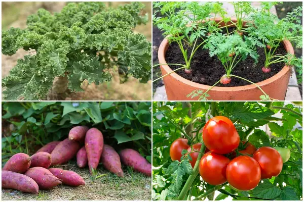 11 Best Veggies That Are Good for Health