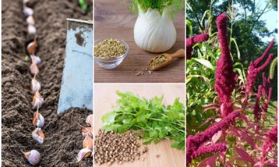 11 Easy-to-grow Herbs from Kitchen Spice Rack