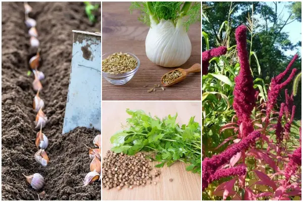 11 Easy-to-grow Herbs from Kitchen Spice Rack