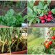 11 Easy-to-grow Vegetables for Window Boxes