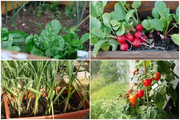 11 Easy-to-grow Vegetables for Window Boxes