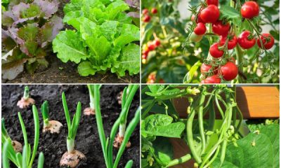 11 Easy-to-grow Veggies That Thrive in Any Condition