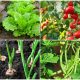 11 Easy-to-grow Veggies That Thrive in Any Condition