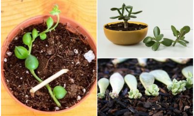 11 Easy-to-propagate Succulents from Cutting