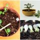 11 Easy-to-propagate Succulents from Cutting