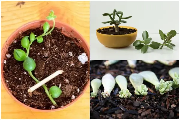 11 Easy-to-propagate Succulents from Cutting