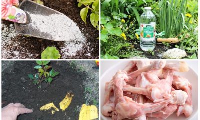 11 Homemade Organic Garden Fertilizers