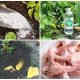 11 Homemade Organic Garden Fertilizers