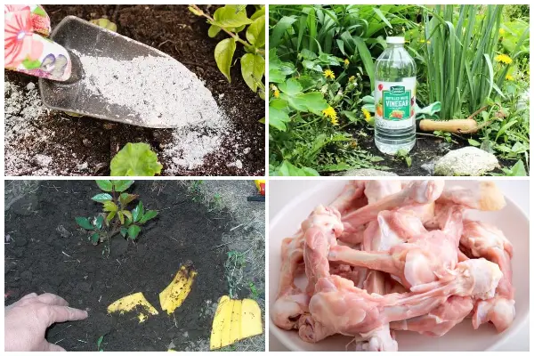 11 Homemade Organic Garden Fertilizers