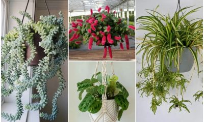 11 Indoor Plants That Look Great on Hanging Baskets