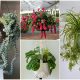 11 Indoor Plants That Look Great on Hanging Baskets