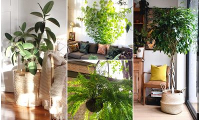 11 Indoor Plants That May Help Your House Cooler All Summer Long