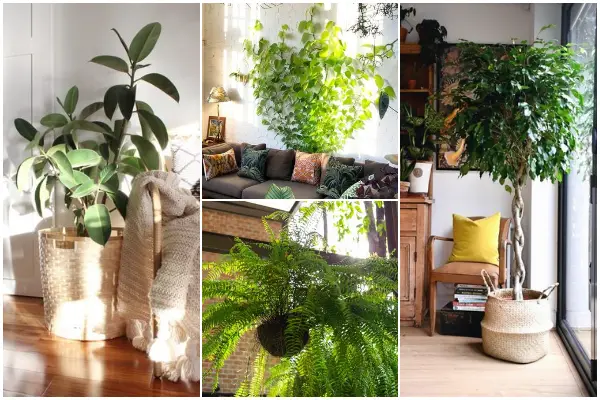 11 Indoor Plants That May Help Your House Cooler All Summer Long