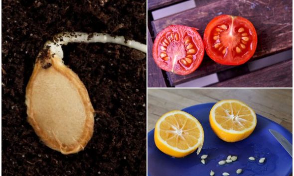 12 Available Seeds from Your Kitchen