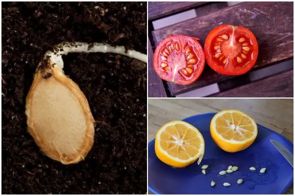 12 Available Seeds from Your Kitchen