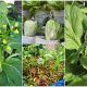 12 Best Asian Green Leafy Vegetables for Container Gardens