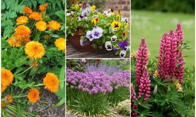 16 Best Beautiful Flowers That Grow Easily in Any Conditions