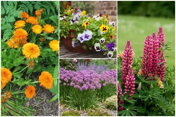 16 Best Beautiful Flowers That Grow Easily in Any Conditions