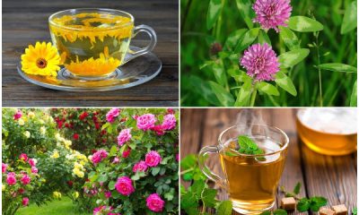 17 Popular Herbal Tea Plants to Grow in Garden